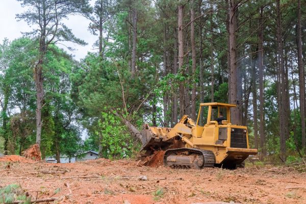 Trees Clearing in Kerrville