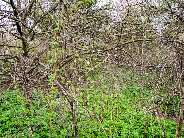 Underbrush Clearing in Kerrville
