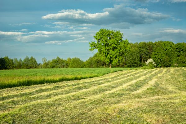 Cost of Vegetation Removal in Kerrville