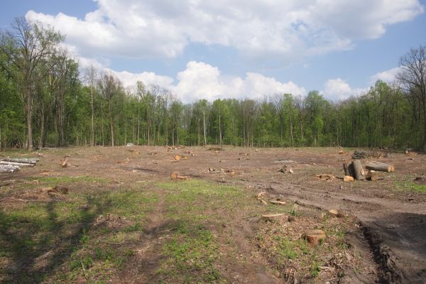 Cost of Pasture Clearing in Kerrville