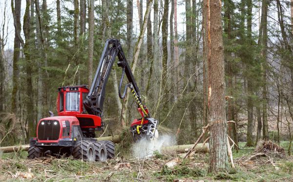 Cost of Forest Clearance Service in Kerrville