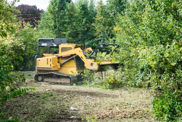 Cost of Pathway Clearing in Kerrville