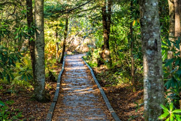 Cost of Trail Clearing in Kerrville