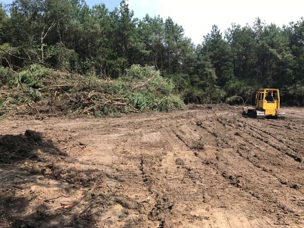Cost of Thicket Clearing in Kerrville